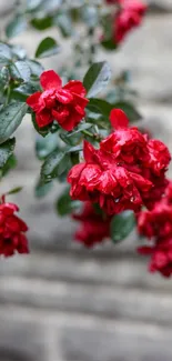 Vivid red roses against a gray stone background.