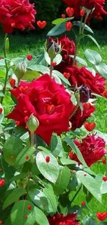 Mobile wallpaper of vibrant red roses in green foliage.