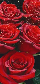 Mobile wallpaper featuring vibrant red roses on a dark background.