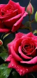 Vibrant red roses with dew on dark background.