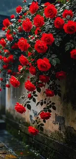 Vibrant red roses cascading down a rustic wall.