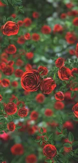 Vibrant red roses and green leaves wallpaper image.