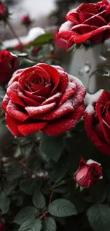 Red roses with snow on petals, vibrant wallpaper.