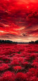 Vibrant red sunset over a field of blooming flowers with dramatic sky.