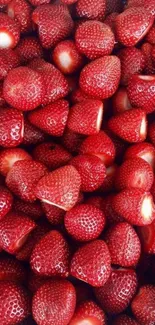 Vibrant wallpaper of fresh red strawberries.