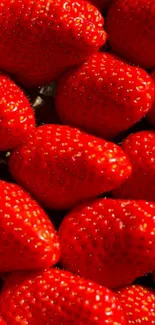 Close-up of vibrant red strawberries in a high-quality wallpaper.