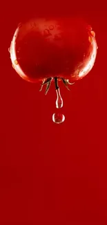 Vibrant red tomato with droplet on red background.