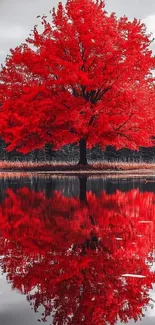 Vibrant red tree reflecting in a calm lake.