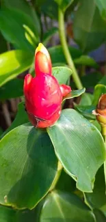 Vibrant red tropical flower with lush green leaves.