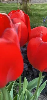 Close-up of vibrant red tulips in a garden setting.