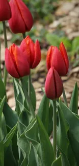 Close-up of vibrant red tulips with green leaves.