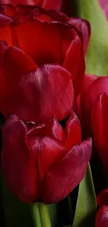 Vibrant red tulip blossoms with green stems.