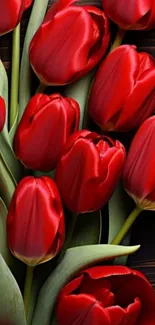 Vibrant red tulip bouquet on dark background.