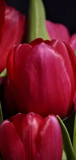 Vibrant red tulips with green leaves on a dark background.