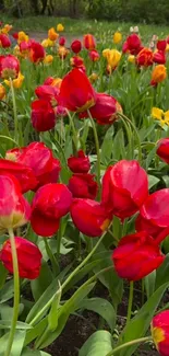 A field of vibrant red and yellow tulips in full bloom.