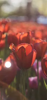 Close-up view of vibrant red tulips in a sunlit field, showcasing floral beauty.