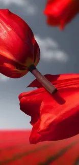 Vibrant red tulips in a vast field under a clear sky.