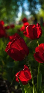 Vibrant red tulips in a sunlit garden with lush green background.