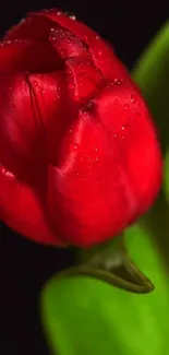 A vibrant red tulip with dewdrops against a black backdrop.