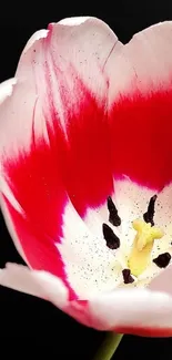 Close-up of a red and white tulip on a dark background.