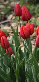 Vibrant red tulips with green leaves in a spring garden scene.