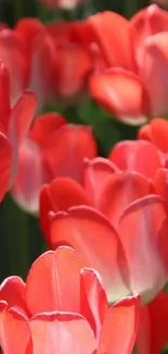 Close-up of vibrant red tulips in full bloom.