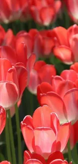 Vibrant red tulips in full bloom, creating a lively and colorful mobile wallpaper.