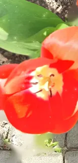 Vibrant red tulip with green leaves wallpaper.