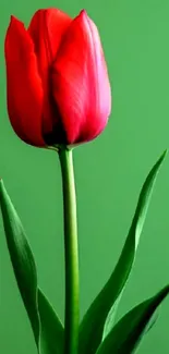 Close-up of a vibrant red tulip with a green background.