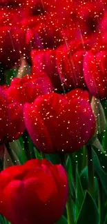 Mobile wallpaper of vibrant red tulips with green leaves.