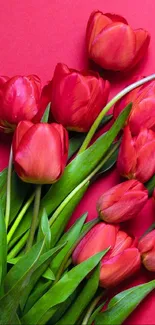 Vibrant red tulip wallpaper with lush green leaves on a red background.