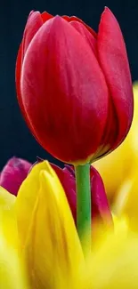 Red tulip with vibrant yellow petals in a nature setting.