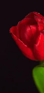 Vibrant red tulip with green leaves on dark background.