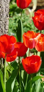 Vibrant red tulips with lush green stems against a natural backdrop.