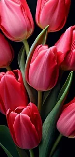 Vibrant red tulips on a dark background.