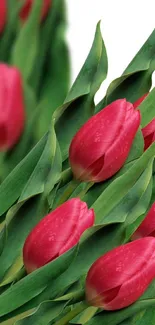 Beautiful red tulips with green leaves on white background.