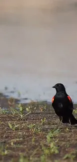 Red-winged blackbird in a natural setting, vibrant mobile wallpaper.