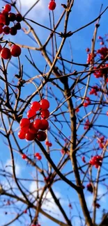 Red berries on branches against a blue sky.