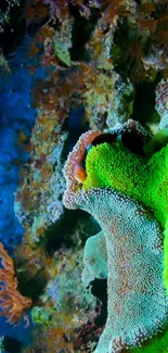 Colorful coral reef wallpaper with green, blue, and orange hues.