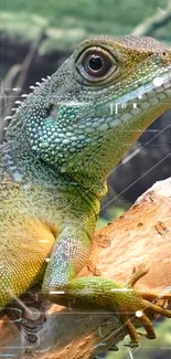 Vibrant lizard on a branch against lush green backdrop.