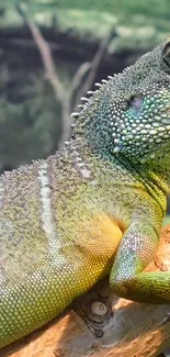 Green reptile on a tree branch in a forest setting.