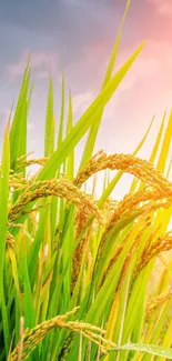 A vibrant sunset over lush green rice fields.