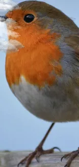 Red-breasted robin perched, vibrant bird wallpaper.