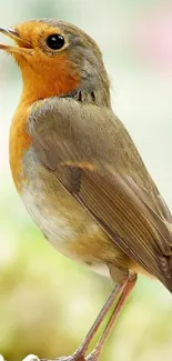 Vibrant robin bird perched on branch with colorful background.