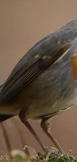 Close-up of a robin bird with vibrant orange plumage on a natural background.