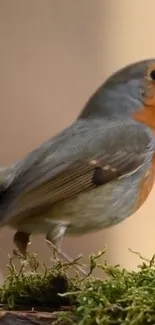 A robin bird perched on green moss with a soft focus background.