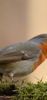 Close-up of a vibrant robin bird on moss.