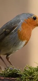 Close-up of a red-breasted robin on a branch, surrounded by nature.