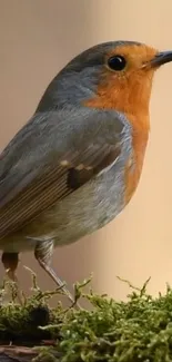 A vibrant robin perched on moss against a forest backdrop.