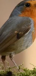 Close-up of a vibrant robin bird perched on moss with a blurred background.